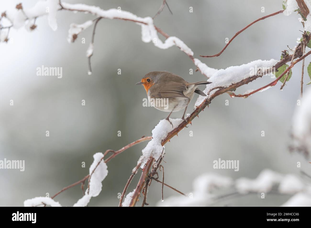 Robin perchée sur une branche enneigée en hiver en Écosse Banque D'Images