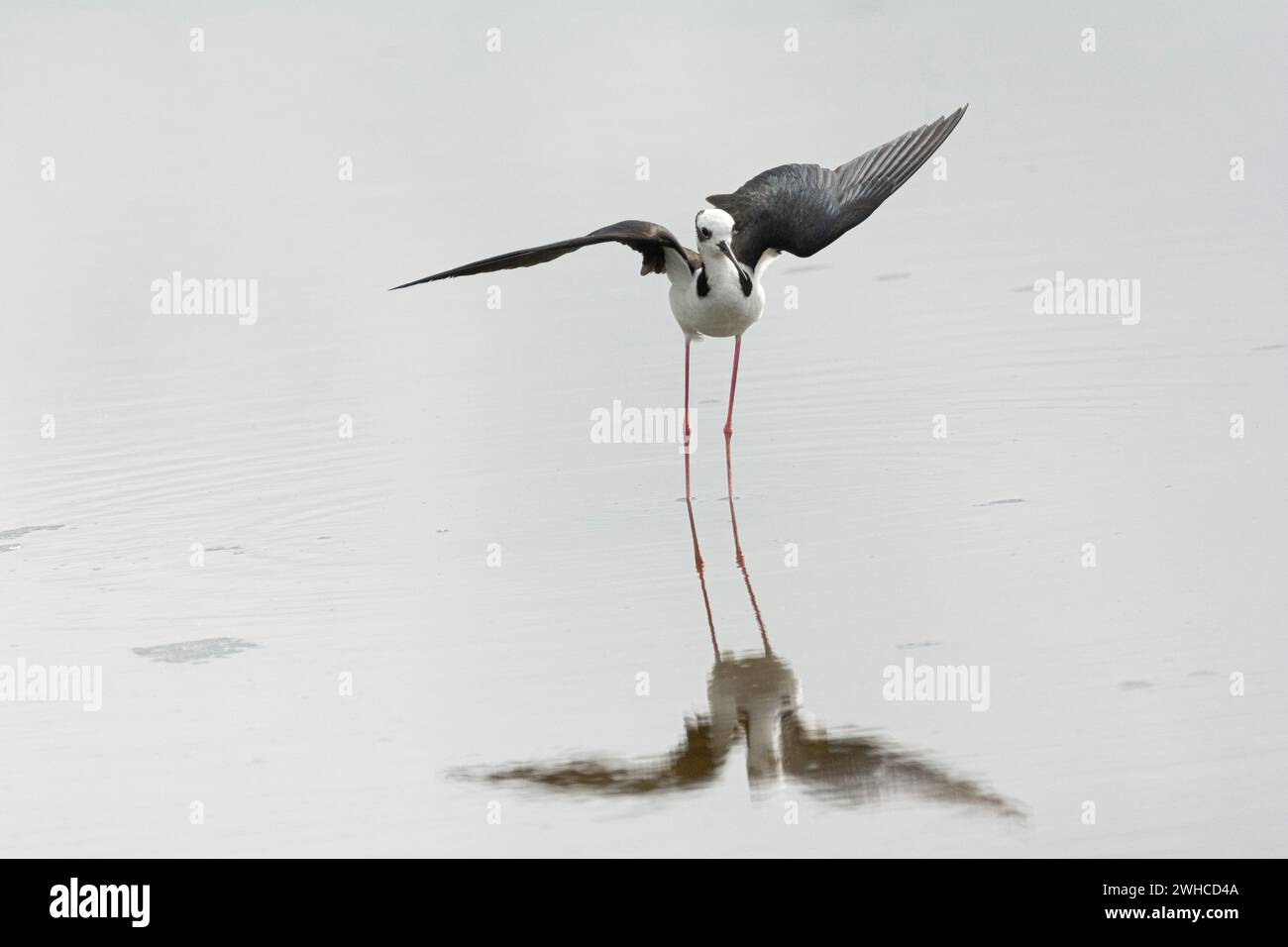 L'échaudage à dos blanc (Himantopus melanurus), connu au Brésil sous le nom de pernilongo-de-costas-brancas ou pernilongo-de-dorso-branco. Cabo Frio, État de Rio de Janeiro, Brésil. Banque D'Images