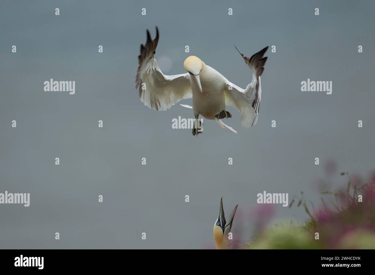 Canet du Nord (Morus bassanus) oiseau adulte en vol entrant sur la terre sur une falaise avec un autre oiseau l'avertissant de partir, Yorkshire, Angleterre Banque D'Images