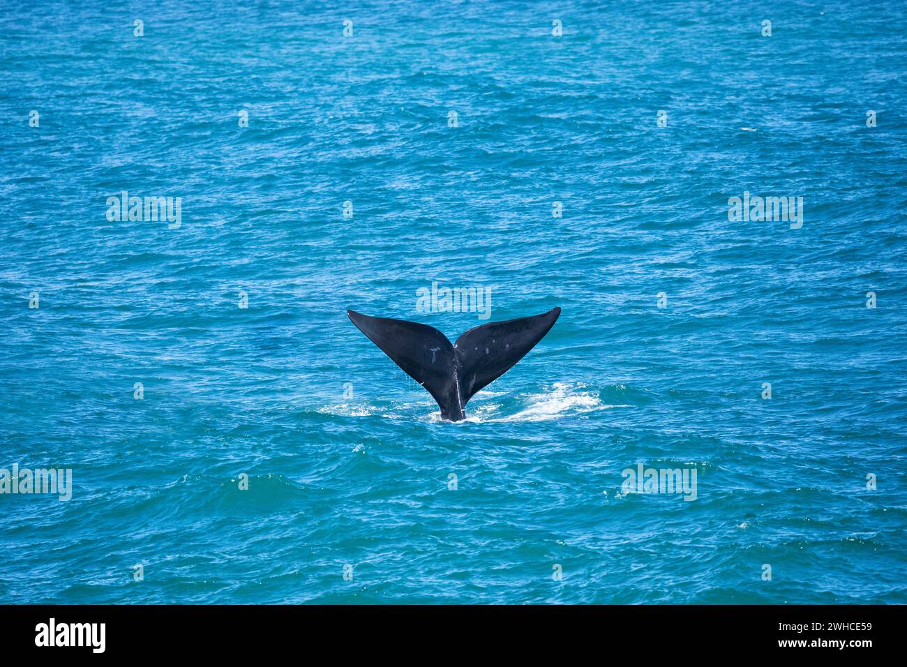 Afrique du Sud, Western Cape Province, Overstrand, baleine franche australe, Eubalaena australis, océan Banque D'Images