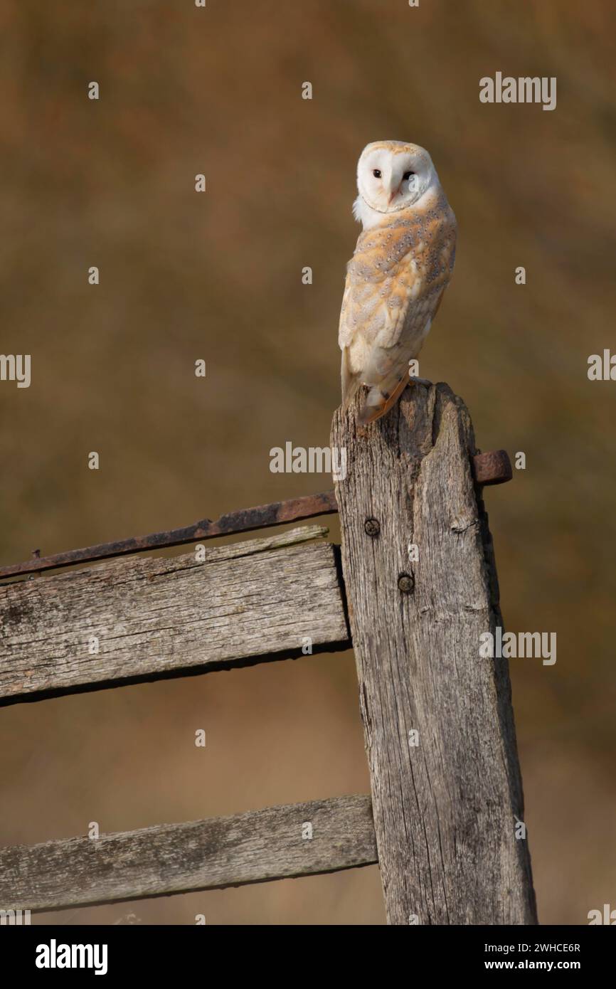 Hibou de grange (Tyto alba) oiseau adulte sur un poteau de clôture, Angleterre, Royaume-Uni Banque D'Images