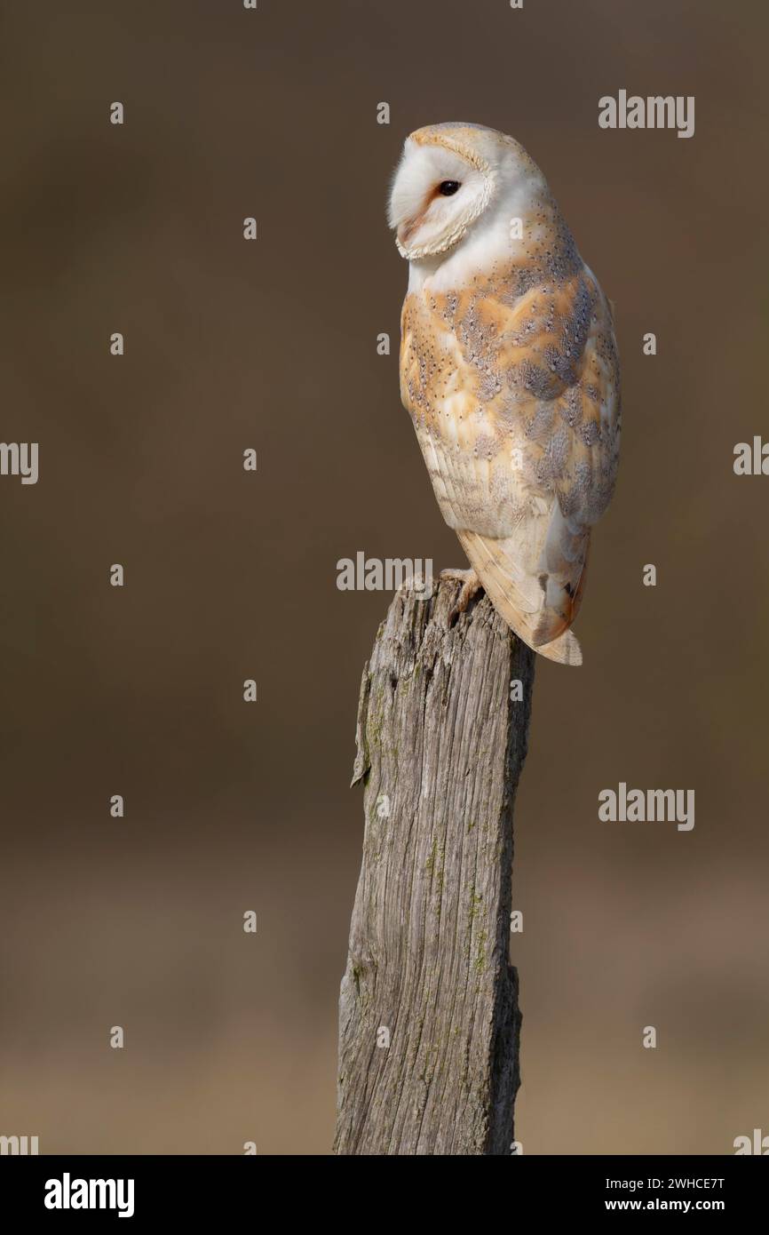 Hibou de grange (Tyto alba) oiseau adulte sur un poteau de clôture, Angleterre, Royaume-Uni Banque D'Images