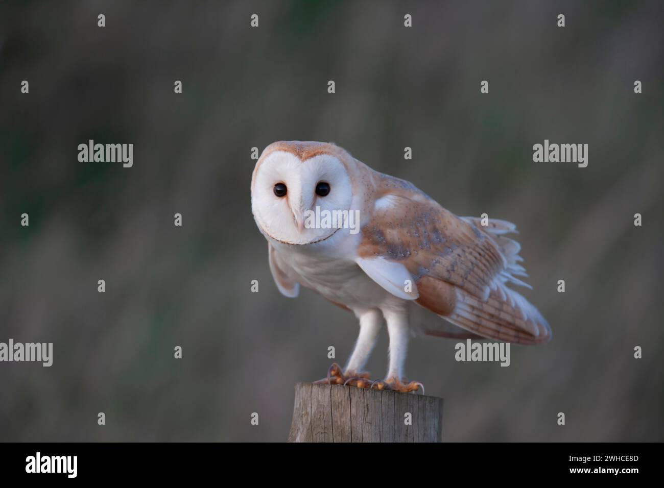 Hibou de grange (Tyto alba) oiseau adulte sur un poteau de clôture, Angleterre, Royaume-Uni Banque D'Images