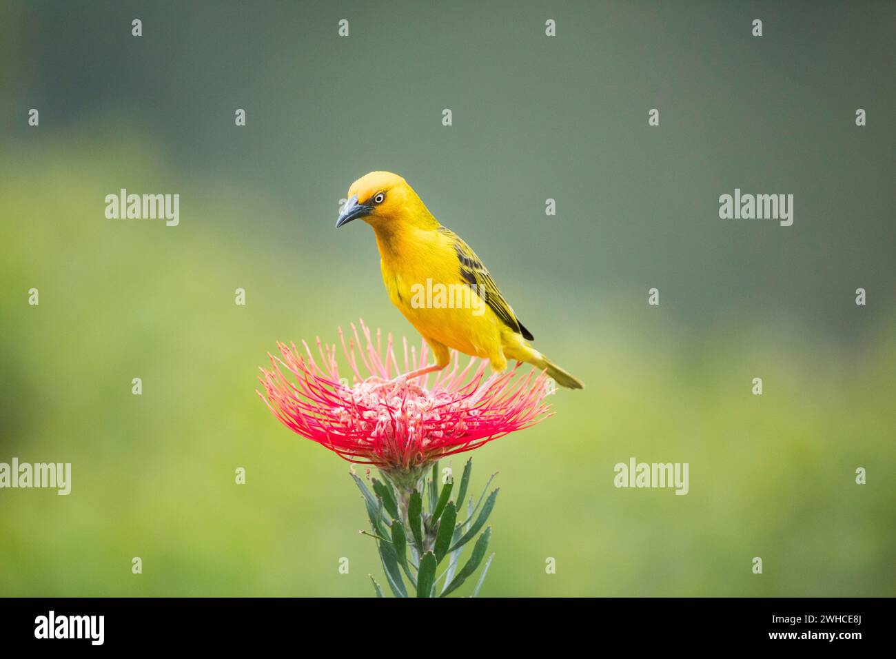 Afrique, Cape Weaver, Ploceus capensis, Garden route, Afrique du Sud, WESTERN Cape Province, Bush, nature, perche, fleurs, Forest, Fynbos Banque D'Images