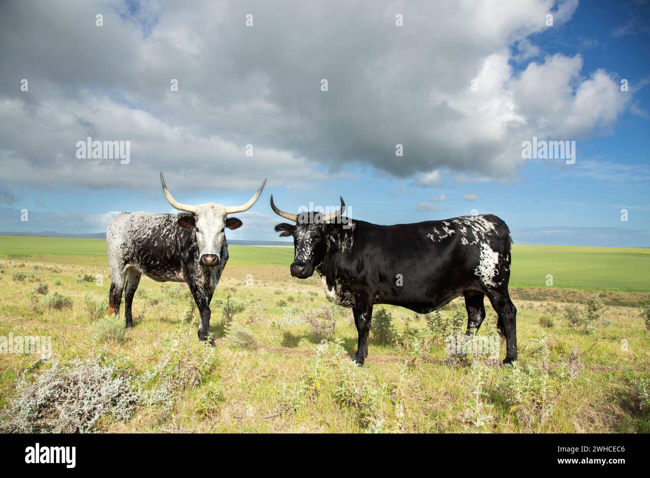 Nguni, Afrique du Sud, Western Cape Province, Overstrand, vache, bovins, animaux domestiques, agriculture, ferme, race bovine indigène à l'Afrique australe Banque D'Images