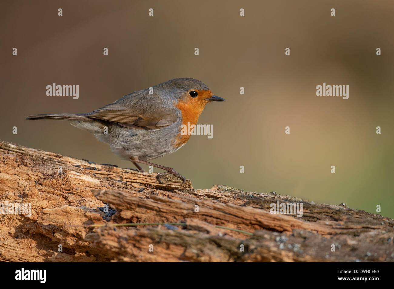 Robin sur un tronc d'arbre, gros plan, dans une forêt, en Écosse Banque D'Images