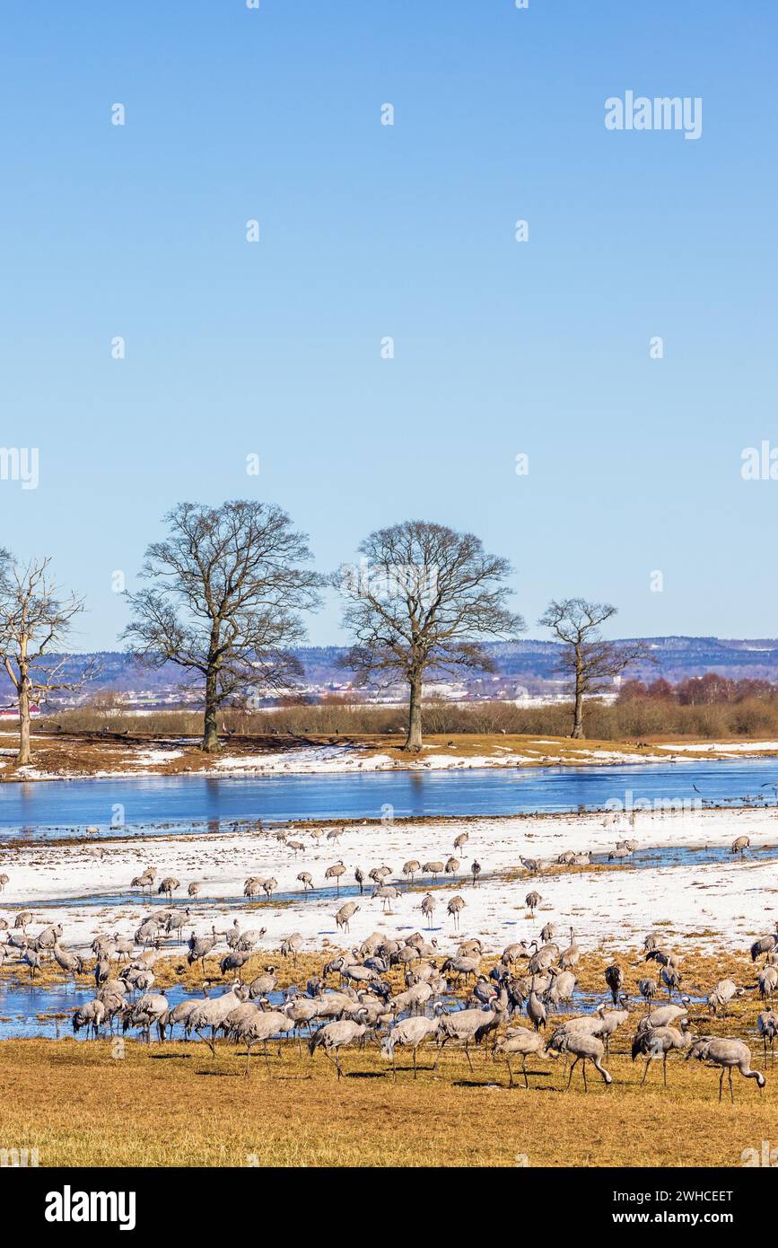 Grues de repos (Grus grus) dans un champ au bord d'un lac au printemps, Hornborgasjoen, Suède Banque D'Images