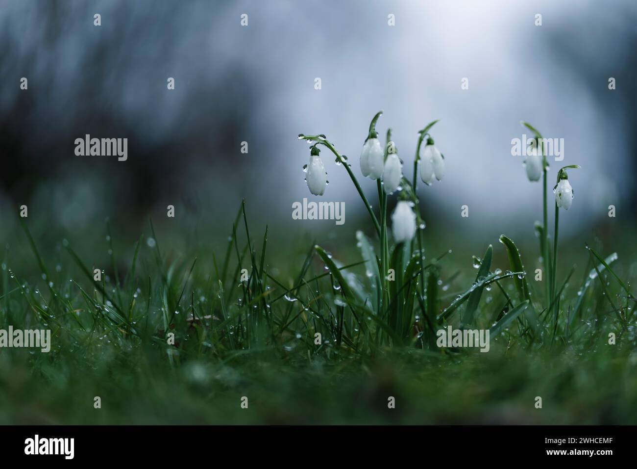 Fleurs de gouttes de neige sous la pluie, gouttes de pluie sur les fleurs, perspective près du sol, couleurs sombres Banque D'Images Fleurs de gouttes de neige sous la pluie, gouttes de pluie sur les fleurs, perspective près du sol, couleurs sombres Banque D'Images