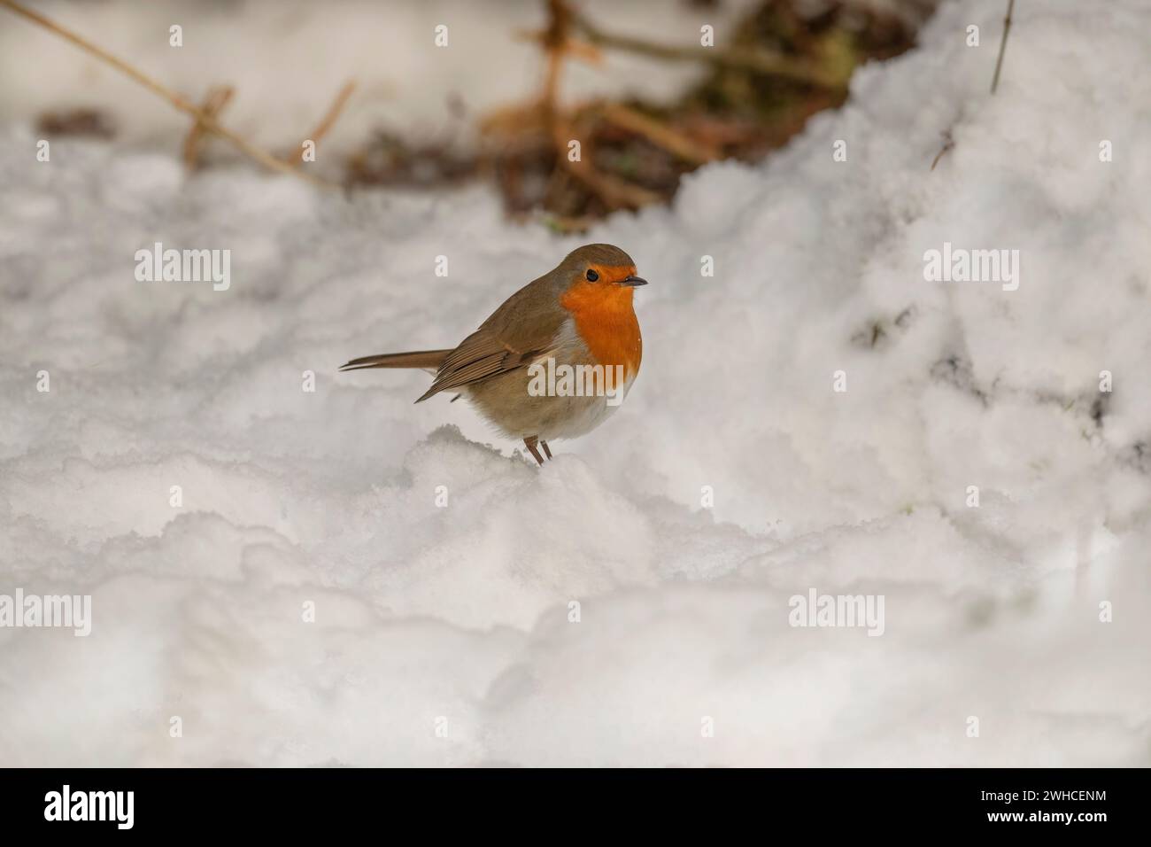 Robin perchée dans la neige dans une forêt en hiver en Écosse Banque D'Images