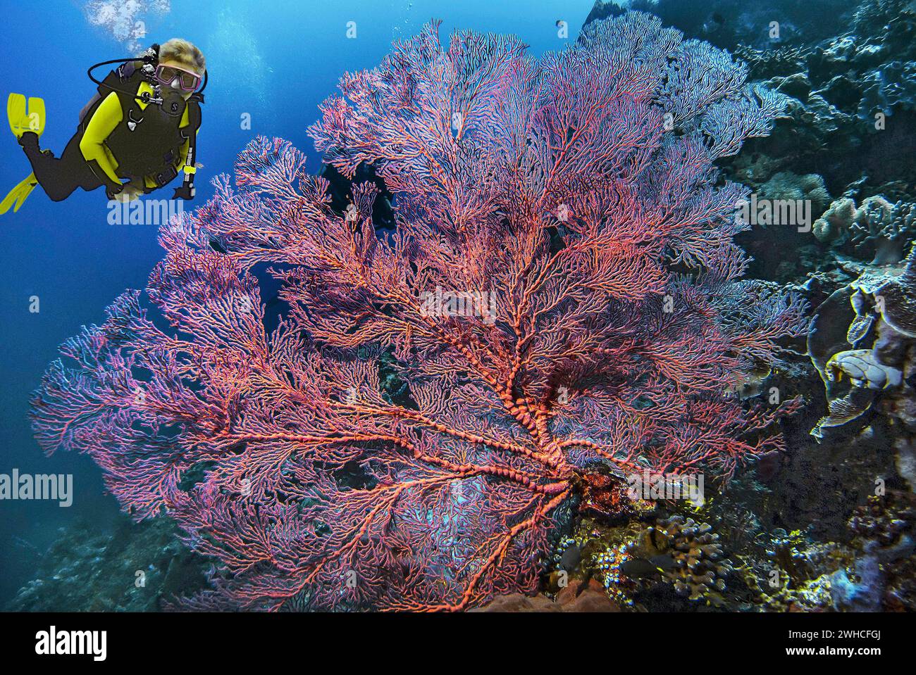 Plongeur compositeur, corail éventail noué (Melithaea ochracea), Wakatobi Dive Resort, Sulawesi, Indonésie Banque D'Images