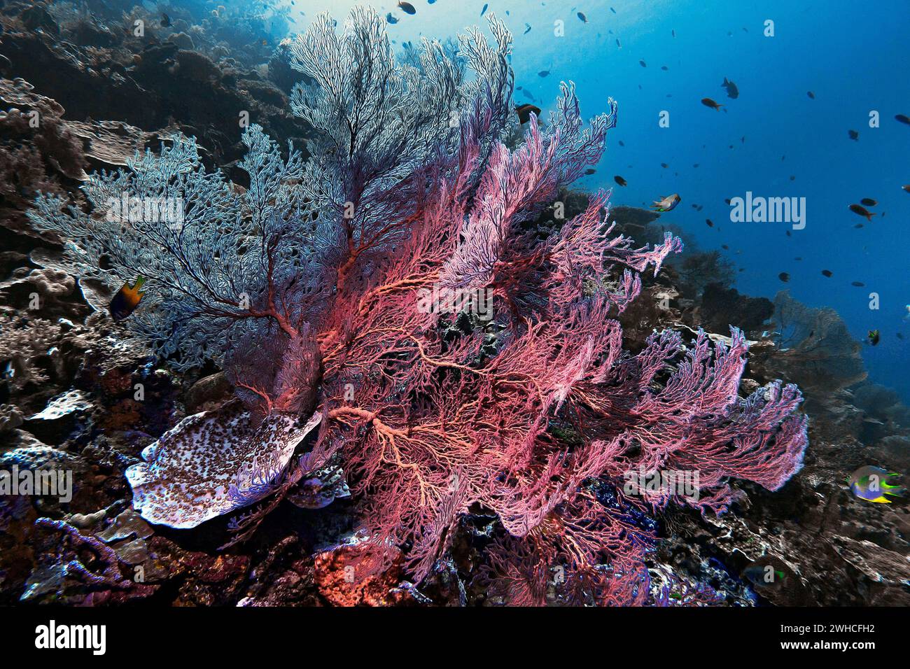 Corail éventail noué (Melithaea ochracea), Wakatobi Dive Resort, Sulawesi, Indonésie Banque D'Images