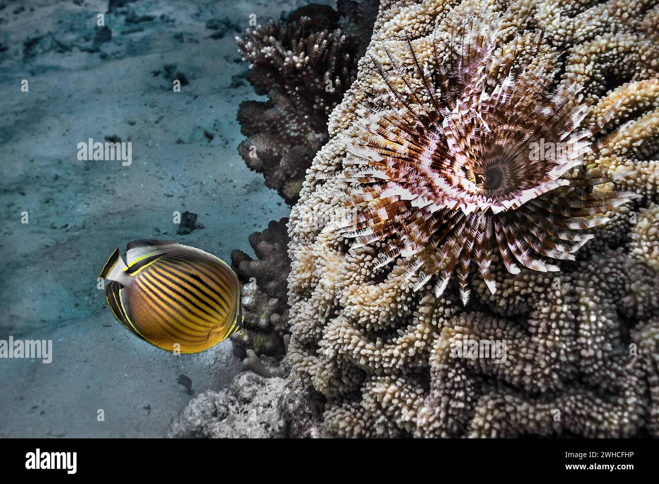 Vers fantoche méditerranéen (Sabella spallanzanii), et papillons côtelés du Pacifique (Chaetodon lunulatus), Wakatobi Dive Resort, Sulawesi, Indonésie Banque D'Images