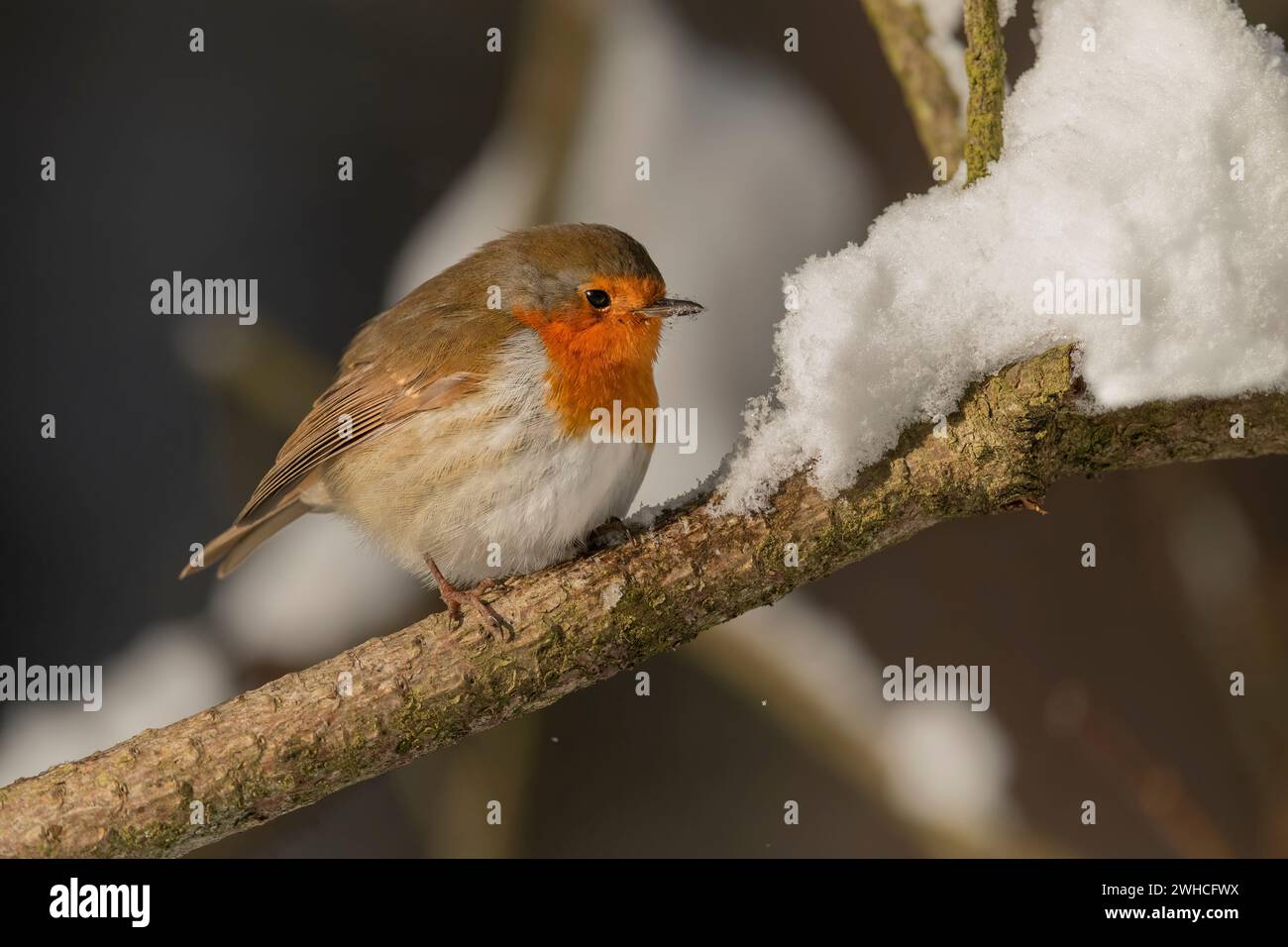 Robin perchée sur une branche enneigée dans une forêt en hiver en Écosse Banque D'Images