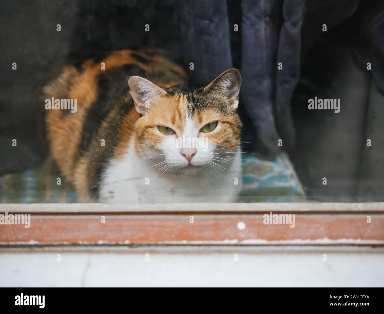 portrait d'un chat dans la rue. Chat tabby rayé mignon est assis sur un toit de voiture. Sur la route urbaine se trouve un chat moelleux sans une maison ornée d'un co Banque D'Images