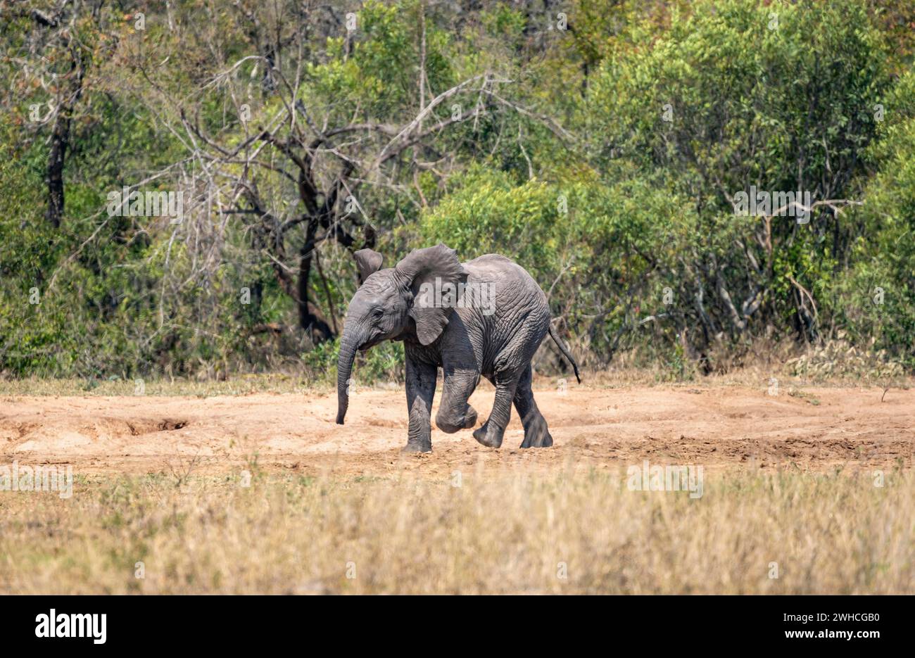 Éléphant d'Afrique (Loxodonta africana), jeune animal, beau bébé éléphant qui court, Parc National Kruger, Afrique du Sud Banque D'Images