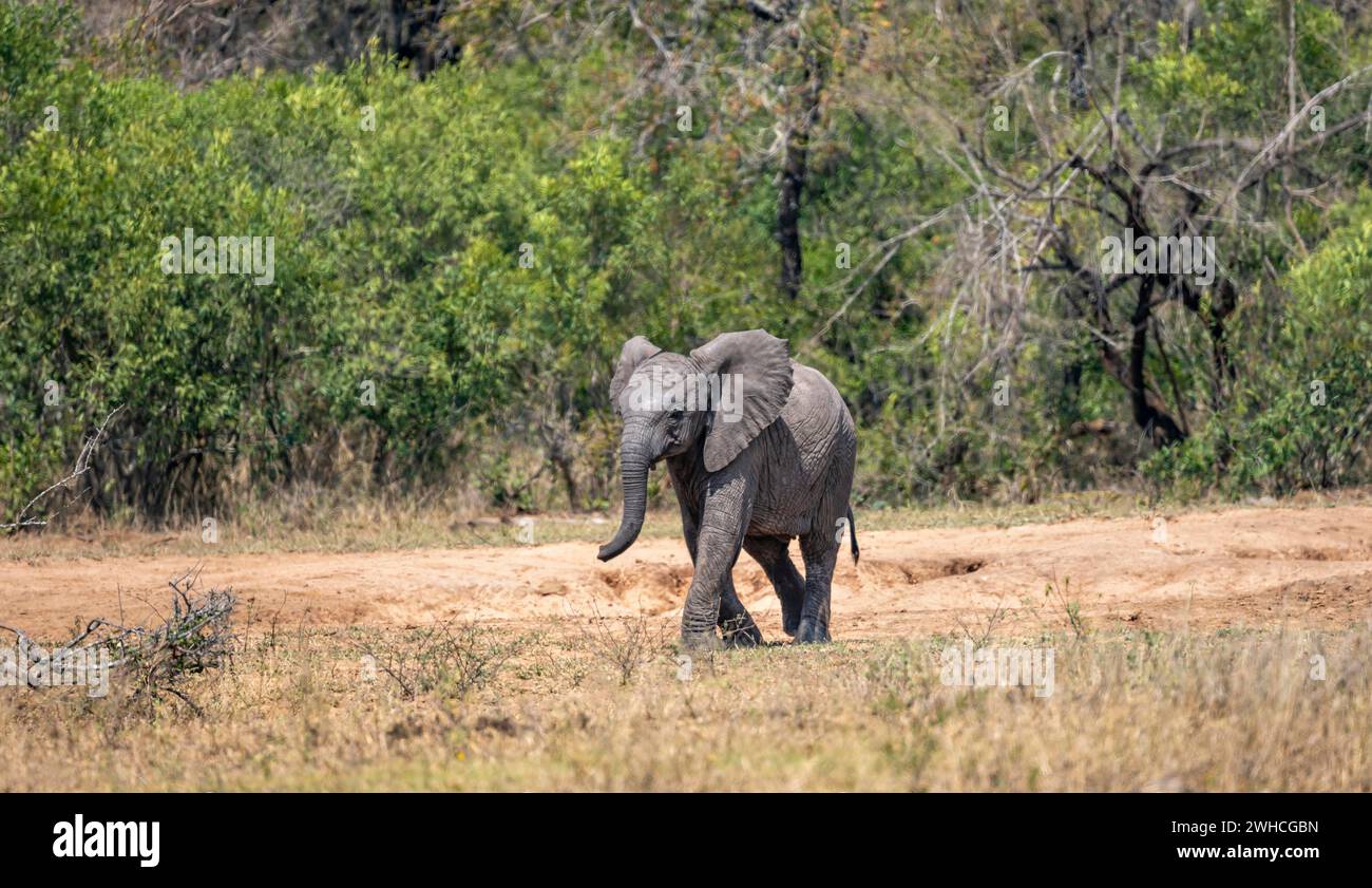 Éléphant d'Afrique (Loxodonta africana), jeune animal, beau bébé éléphant qui court, Parc National Kruger, Afrique du Sud Banque D'Images