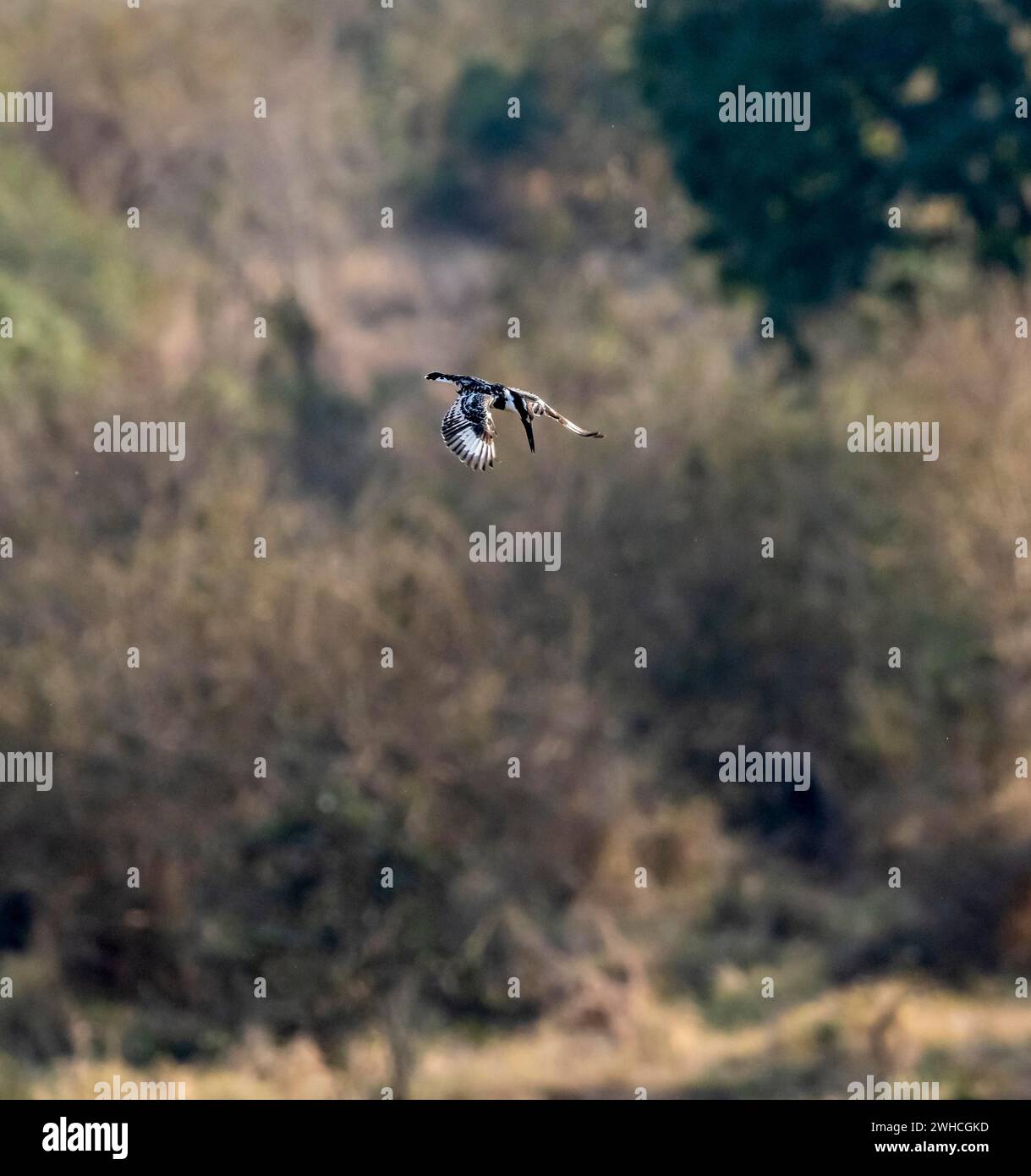 kingfisher pied (Ceryle rudis) en chasse aérienne pour le poisson, Parc National Kruger, Afrique du Sud, Afrique Banque D'Images