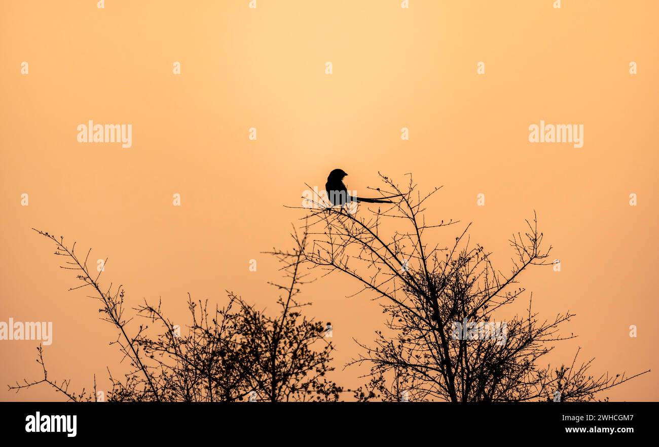 Silhouette devant une aube atmosphérique, lever de soleil, Parc National Kruger, Afrique du Sud Banque D'Images