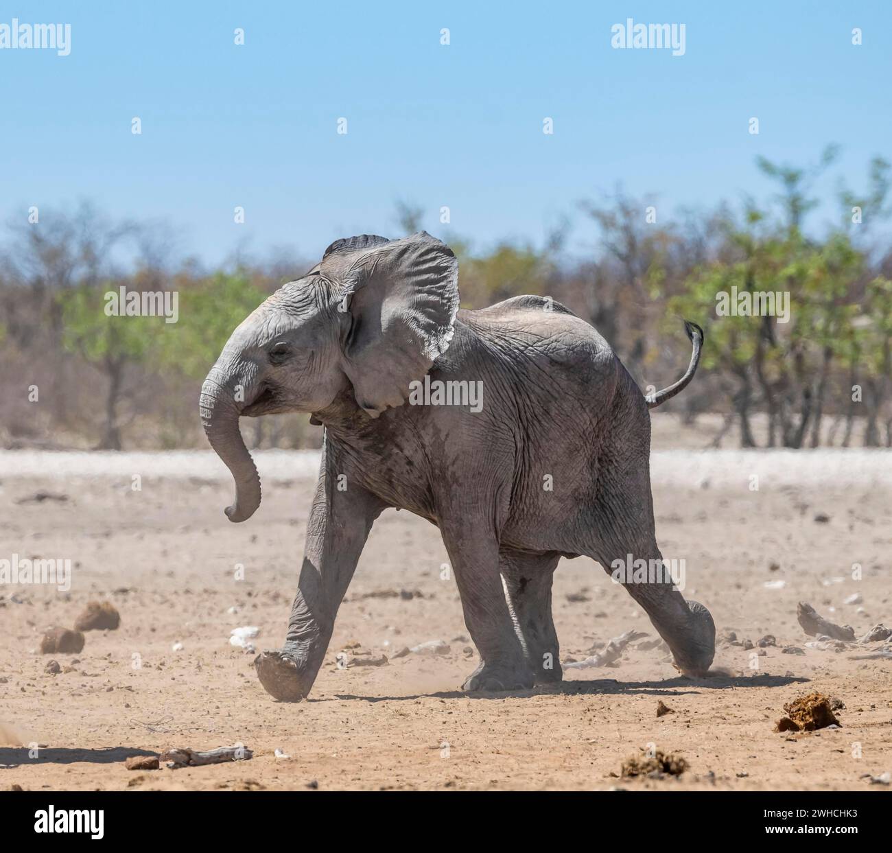 Éléphant d'Afrique (Loxodonta africana), jeune animal courant, drôle de bébé mignon, parc national d'Etosha, Namibie Banque D'Images
