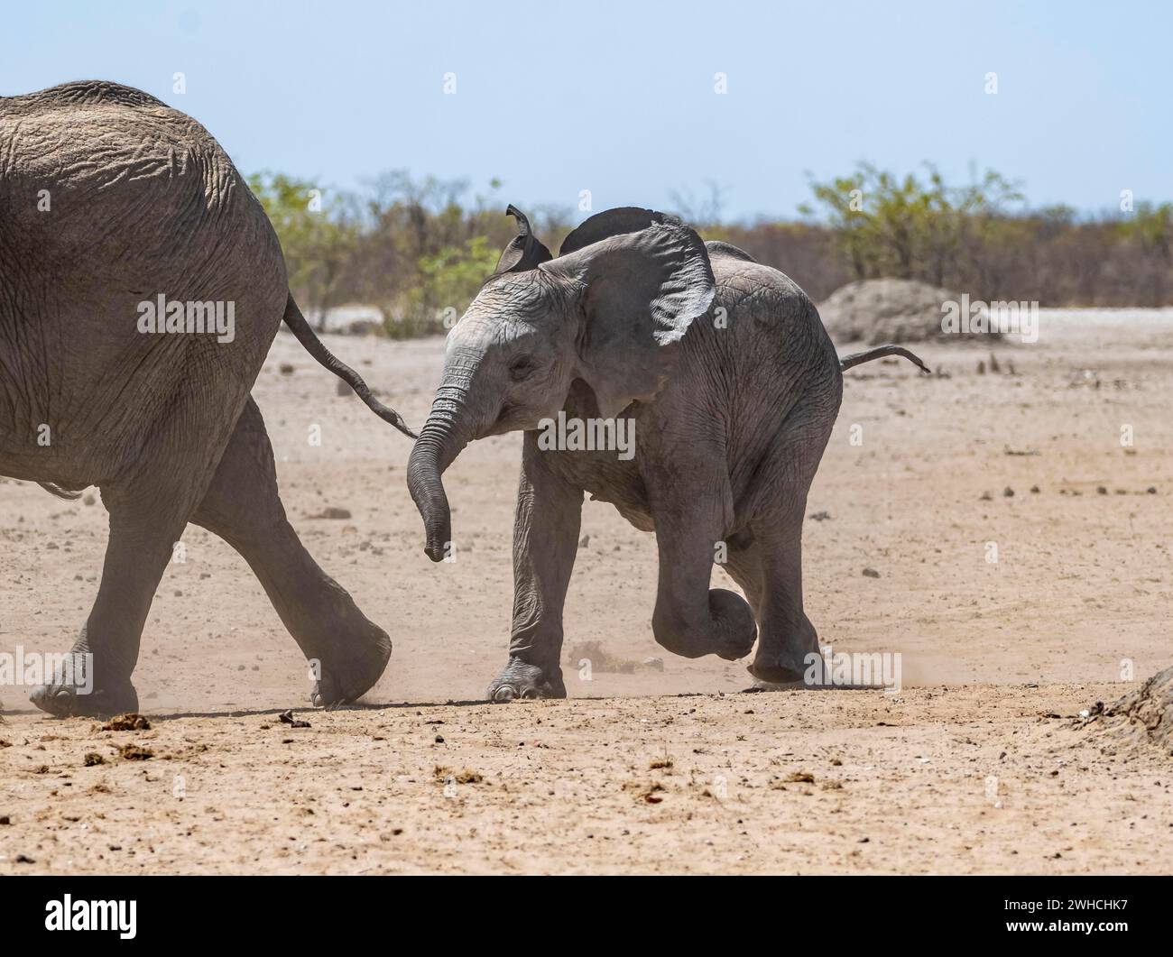 Éléphant d'Afrique (Loxodonta africana), jeune animal courant, drôle de bébé mignon, parc national d'Etosha, Namibie Banque D'Images
