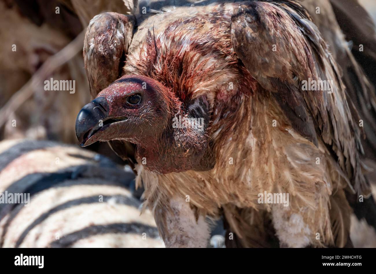 Vautours à dos blanc (Gyps africanus) avec tête sanglante, portrait d'animal, à la carcasse d'un zèbre mort des plaines (Equus quagga), parc national d'Etosha Banque D'Images