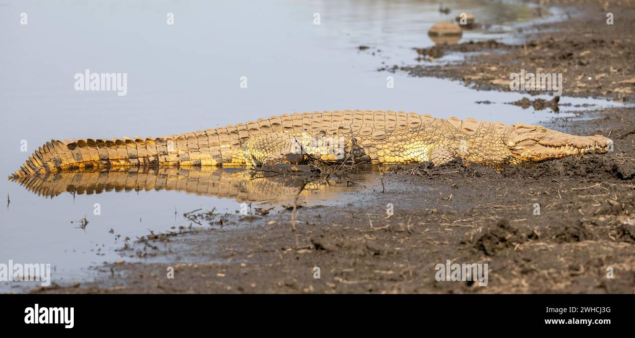 Crocodile du Nil (Crocodylus niloticus) dormant sur la rive, rivière Sabie, parc national Kruger, Afrique du Sud Banque D'Images