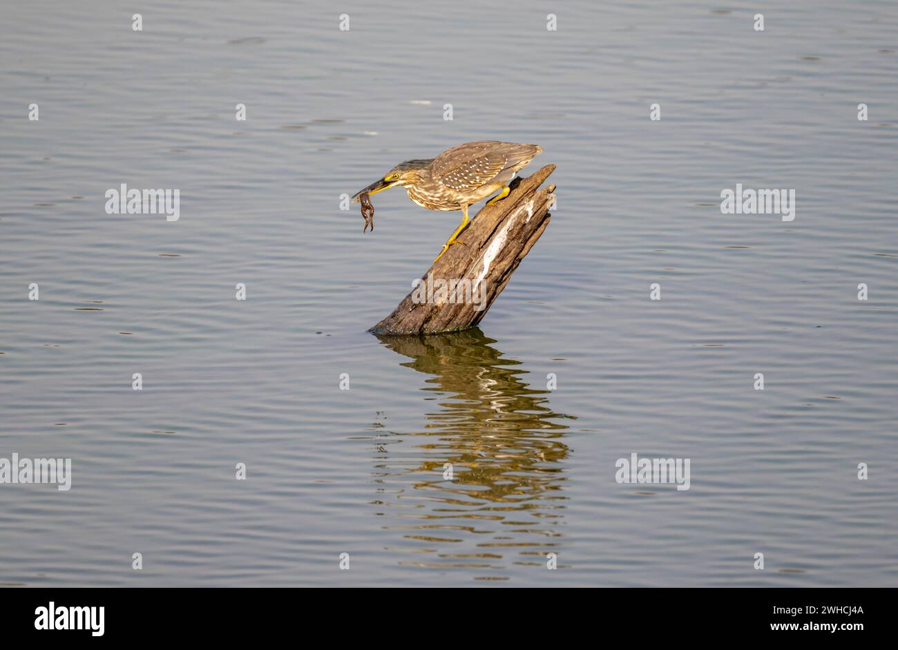 Héron de mangrove (Butorides striata atricapilla), assis sur une souche d'arbre dans l'eau avec une proie dans son bec, attrapant une petite grenouille, réflexion, Kruger Banque D'Images