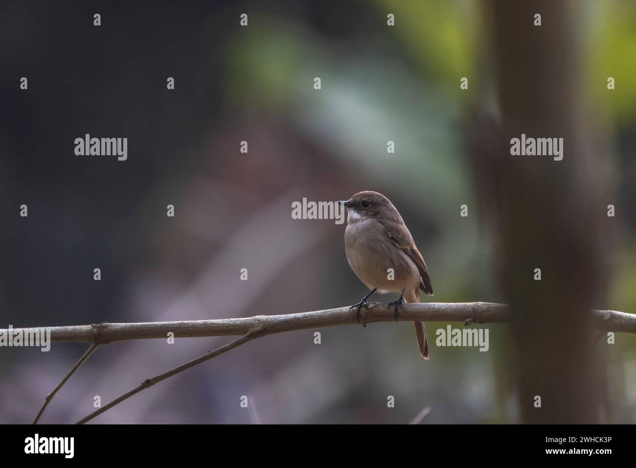 Grey Bush Chat, Saxicola ferreus, femme, Uttarakhand, Inde Banque D'Images