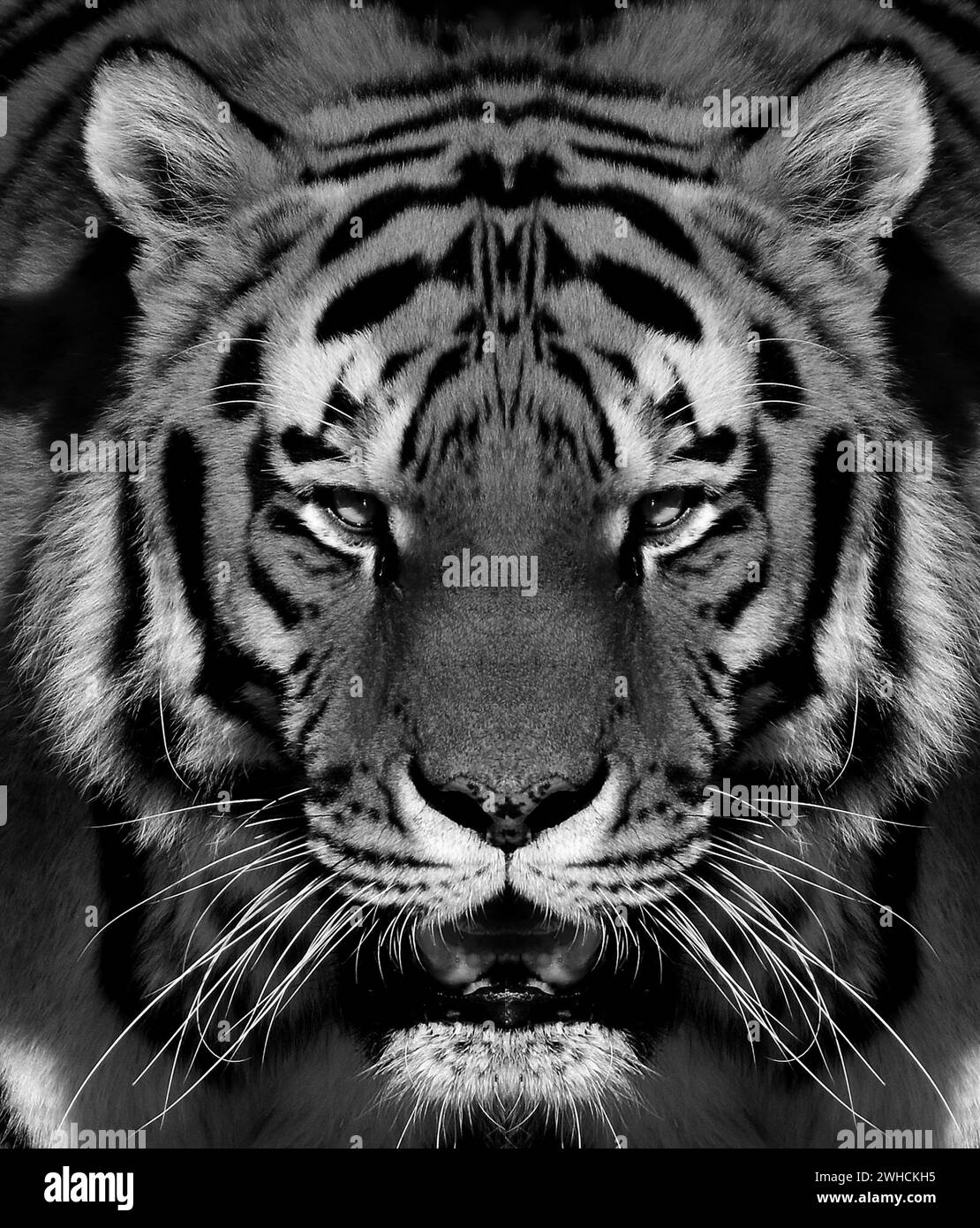 Portrait de tigre de Sibérie en noir et blanc avec contraste élevé Banque D'Images