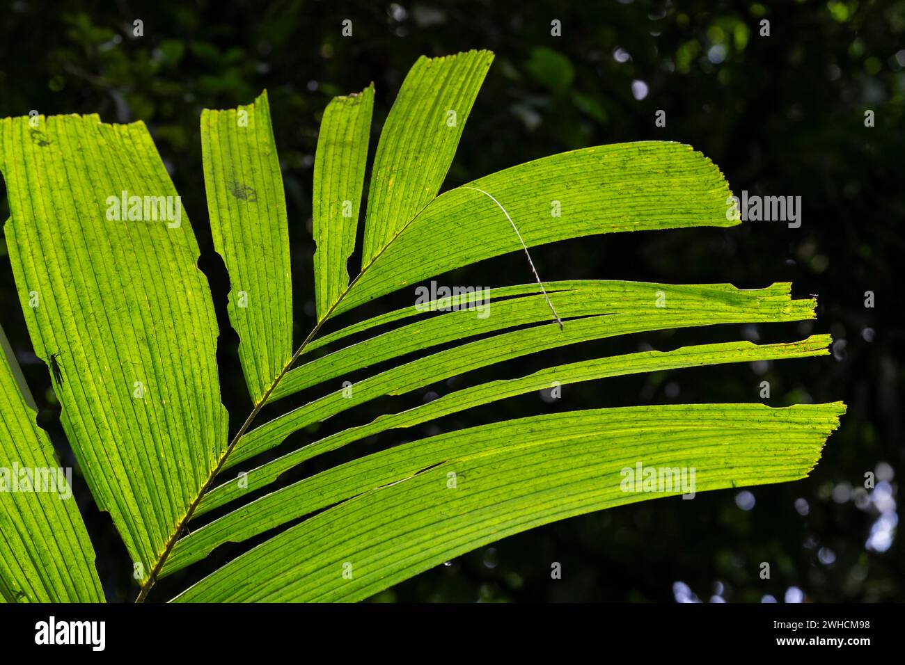 Feuilles vert vif, Costa Rica, Amérique centrale, Amérique latine Banque D'Images