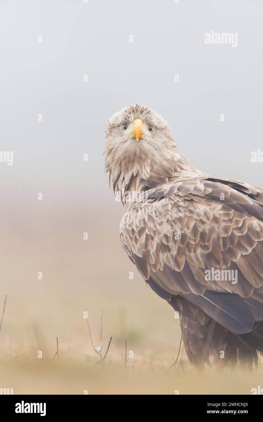 Aigle à queue blanche Haliaeetus albicilla, adulte debout sur prairie, Hortobagy, Hongrie, février Banque D'Images