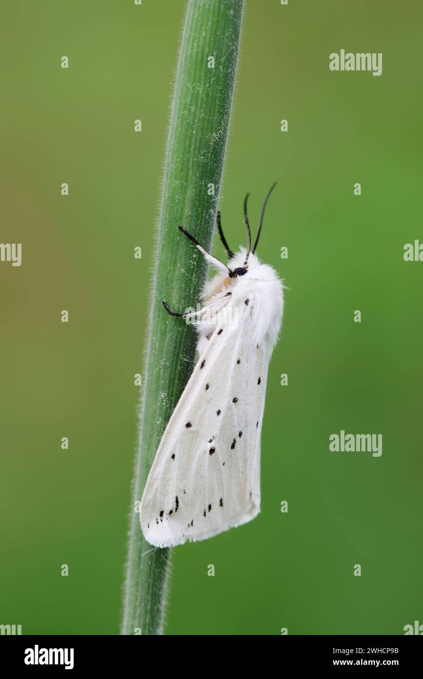 Hermine blanche (Spilosoma lubricipeda), Rhénanie du Nord-Westphalie, Allemagne Banque D'Images