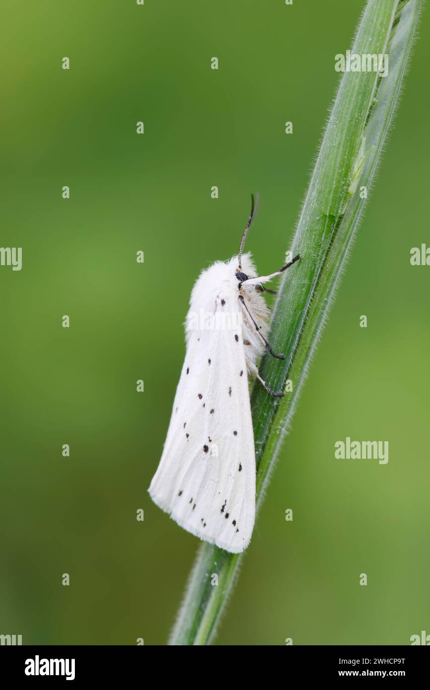 Hermine blanche (Spilosoma lubricipeda), Rhénanie du Nord-Westphalie, Allemagne Banque D'Images