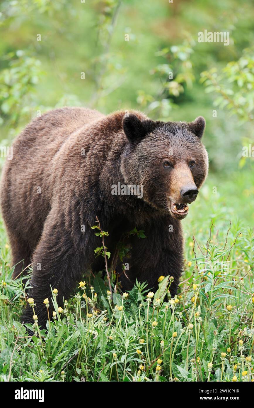 Ours grizzli (Ursus arctos horribilis), Parc national Jasper, Alberta, Canada Banque D'Images