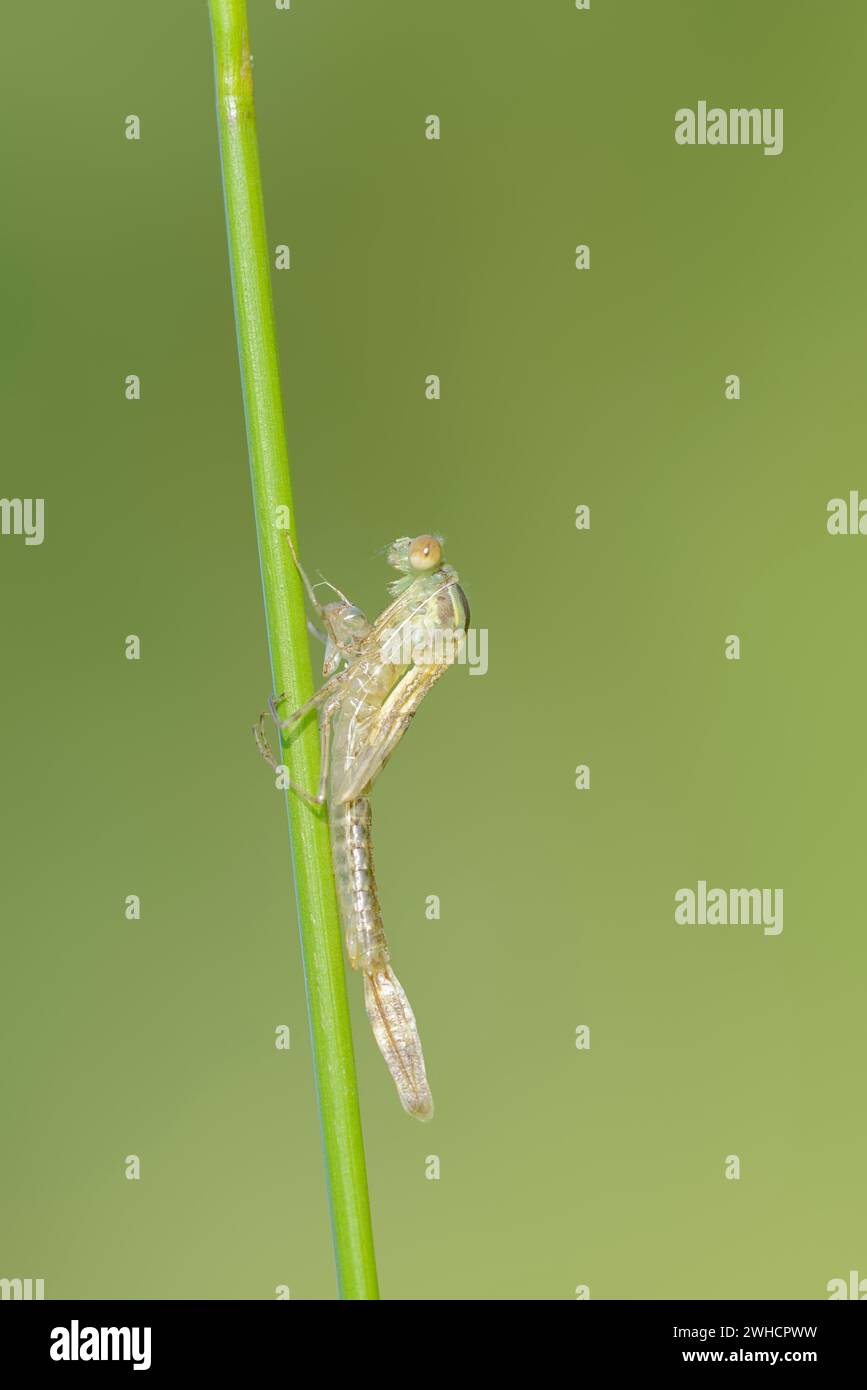 Éclosion de la paruline commune (Chalcolestes viridis), Rhénanie du Nord-Westphalie, Allemagne Banque D'Images