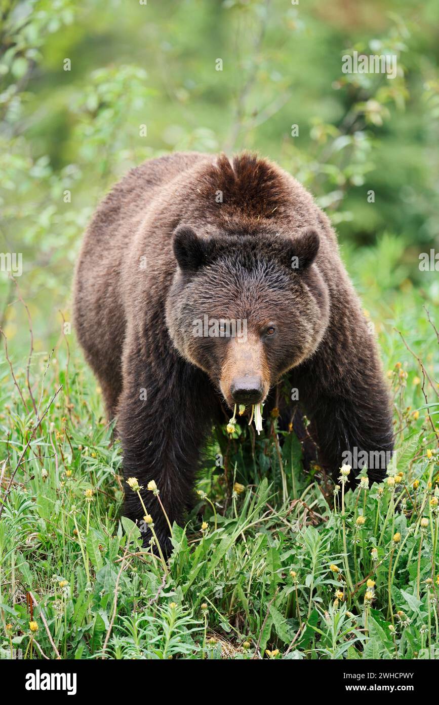 Grizzli (Ursus arctos horribilis) plantes mangeuses, Parc national Jasper, Alberta, Canada Banque D'Images
