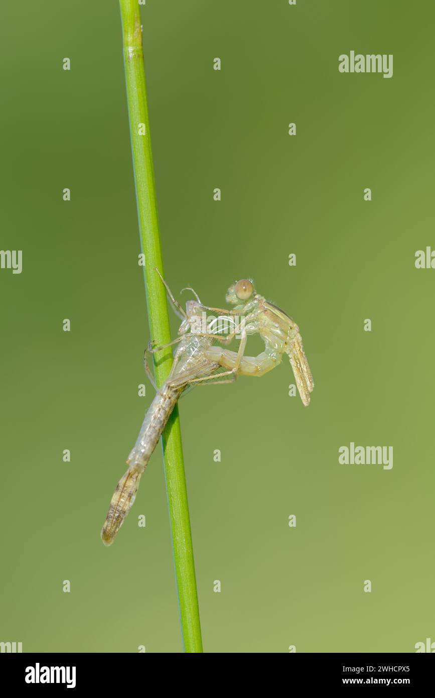 Éclosion de la paruline commune (Chalcolestes viridis), Rhénanie du Nord-Westphalie, Allemagne Banque D'Images