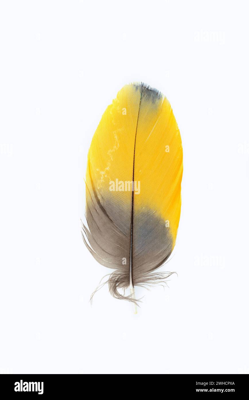 Macaw à poitrine jaune (Ara ararauna), plumes Banque D'Images Macaw à poitrine jaune (Ara ararauna), plumes Banque D'Images
