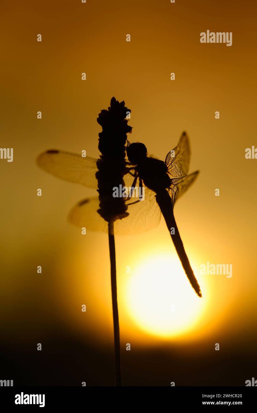 Petite flèche bleue (Orthetrum coerulescens), mâle au lever du soleil, Rhénanie du Nord-Westphalie, Allemagne Banque D'Images