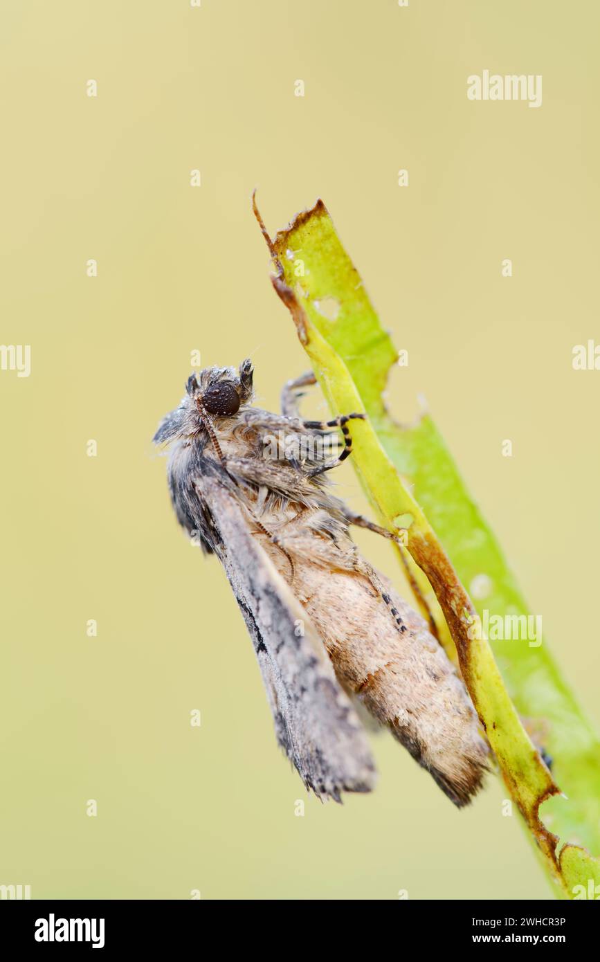 Chouette-racine d'herbe de couleur argile (Luperina testacea), Rhénanie du Nord-Westphalie, Allemagne Banque D'Images
