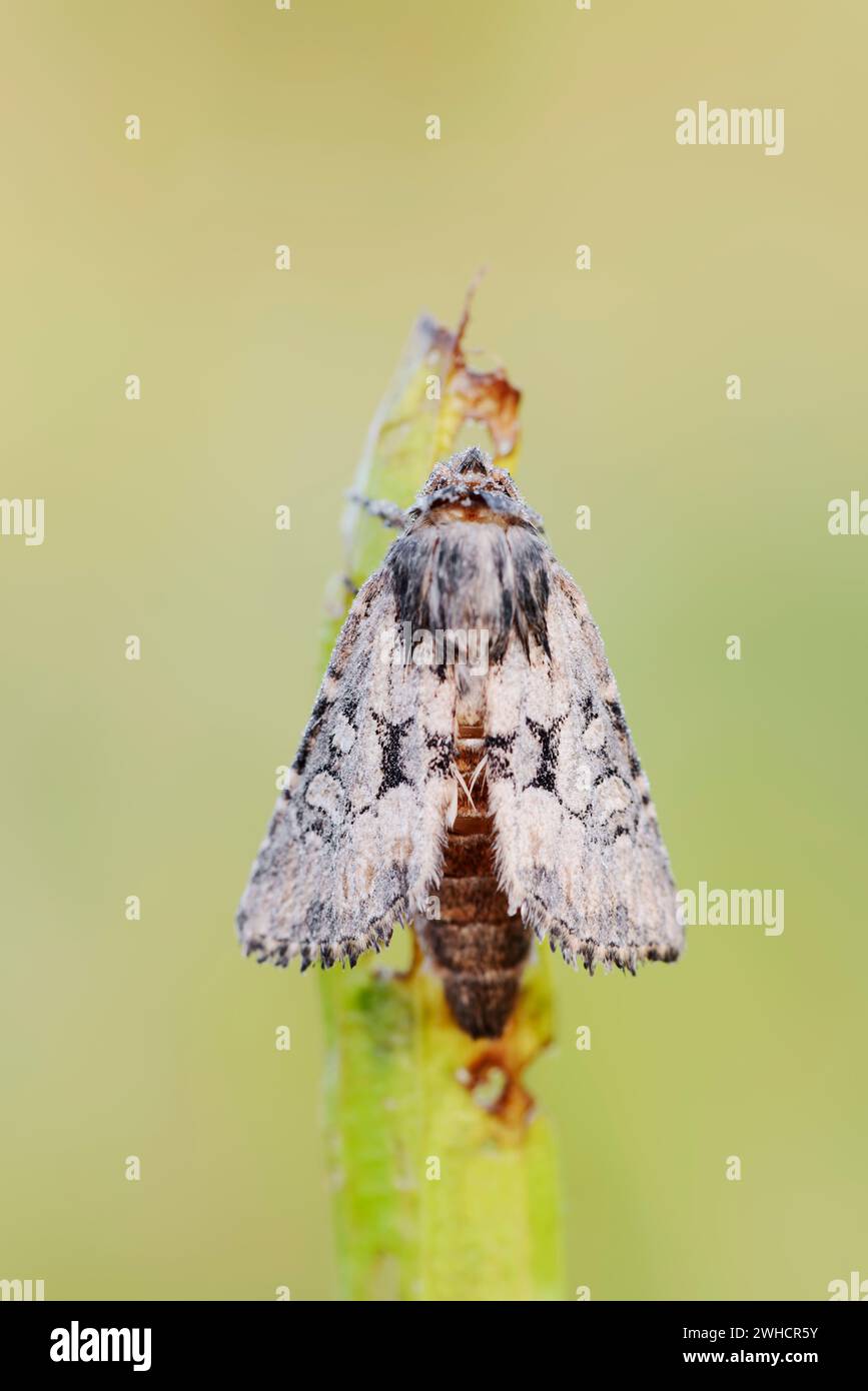Chouette-racine d'herbe de couleur argile (Luperina testacea), Rhénanie du Nord-Westphalie, Allemagne Banque D'Images
