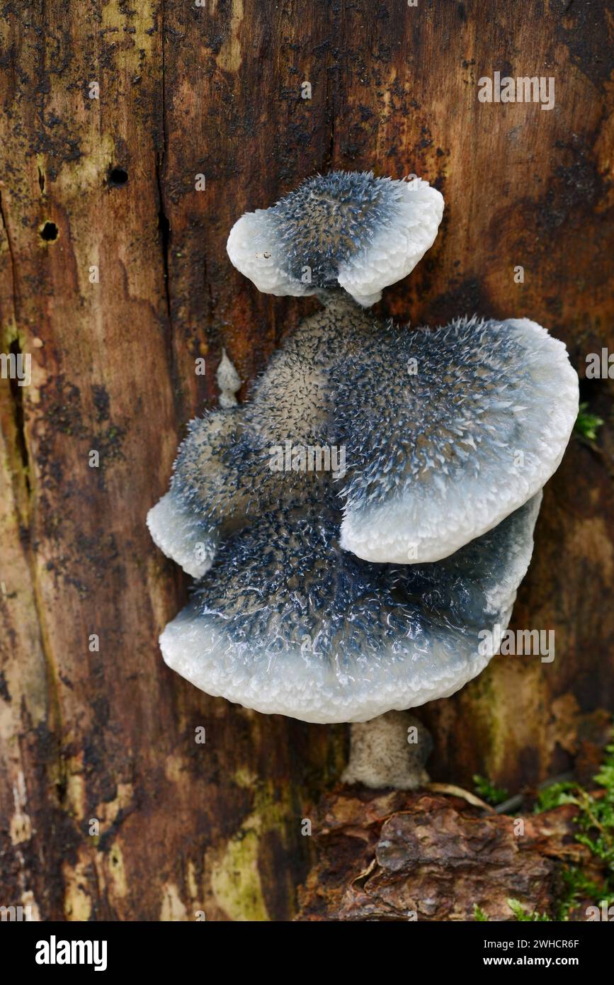 Spore de sève bleue ou spore de sève bleue (Postia caesia, Spongiporus caesius), Rhénanie-du-Nord-Westphalie, Allemagne Banque D'Images