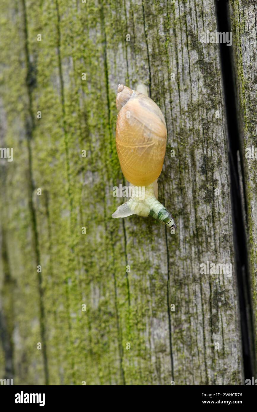 Escargot ambré commun (Succinea putris) infesté par le ver suceur (Leucochloridium paradoxum), Rhénanie du Nord-Westphalie, Allemagne Banque D'Images