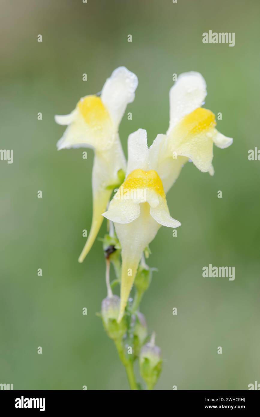 toadflax vrai (Linaria vulgaris), Rhénanie du Nord-Westphalie, Allemagne Banque D'Images