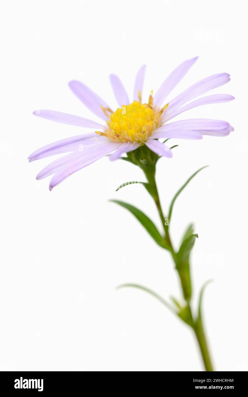 Aster à feuilles lisses (Aster novi-belgii), fleur Banque D'Images