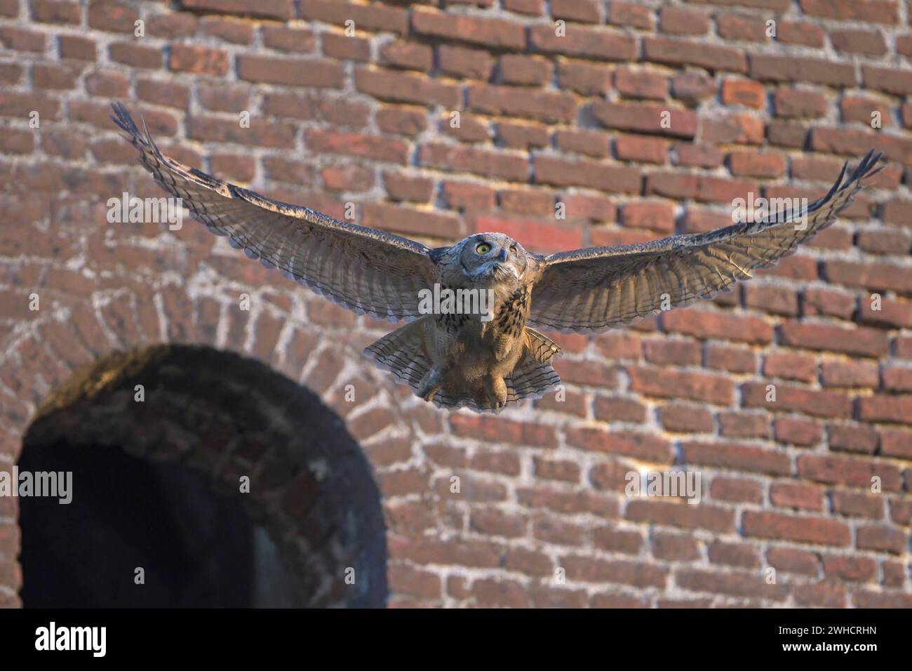 Aigle-hibou eurasien (Bubo bubo), naissant, faisant ses premières tentatives de vol, friche industrielle, mine de charbon Ewald, Herten, région de la Ruhr, Nord Banque D'Images