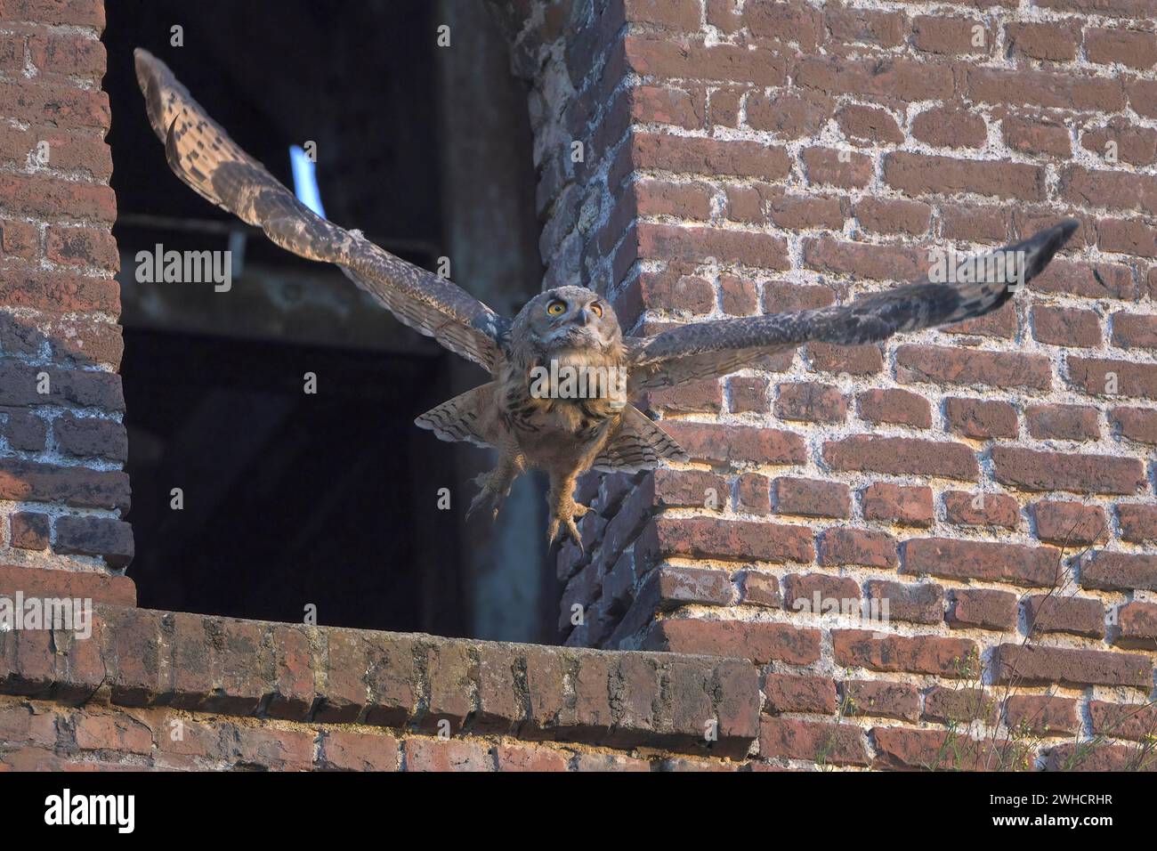 Aigle-hibou eurasien (Bubo bubo), naissant, faisant ses premières tentatives de vol, friche industrielle, mine de charbon Ewald, Herten, région de la Ruhr, Nord Banque D'Images