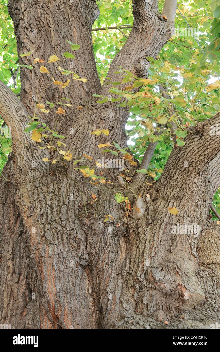 Chaux à petites feuilles (Tilia platyphyllos), Saxe, Allemagne Banque D'Images