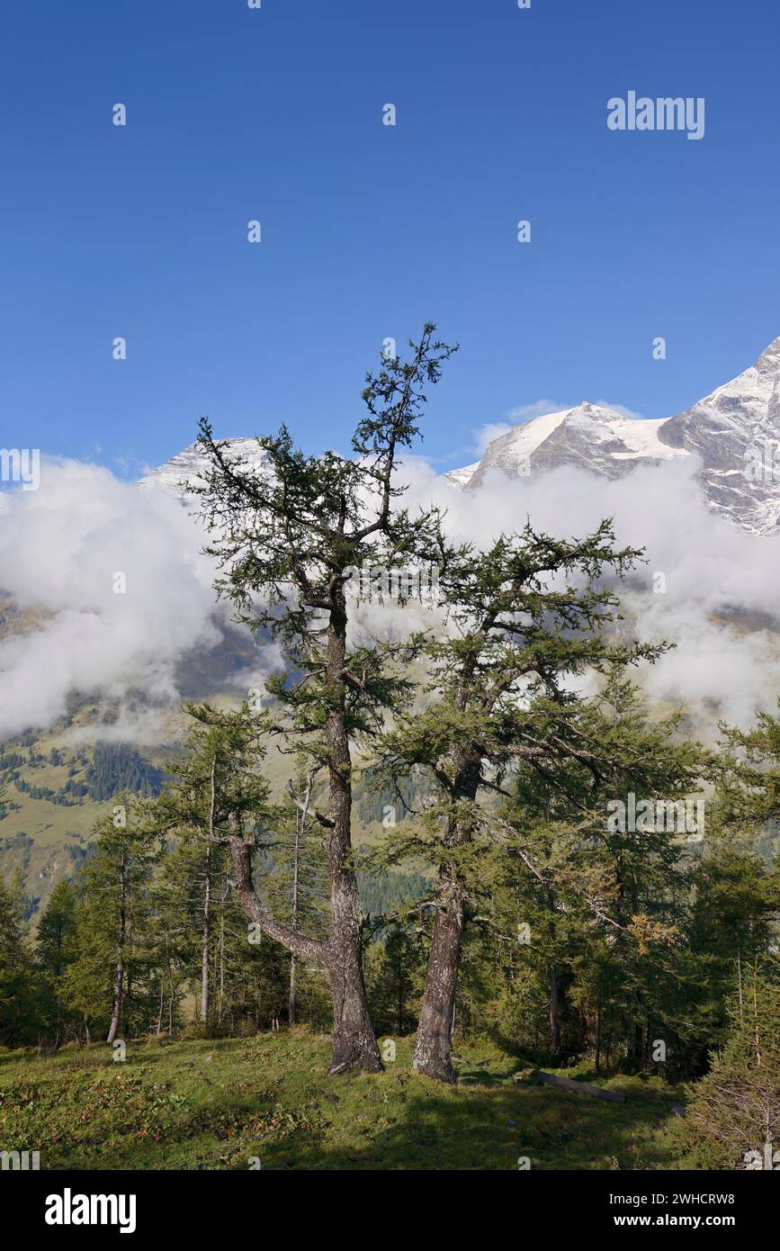 Mélèzes européens (Larix decidua) et montagnes, Parc national de Hohe Tauern, Autriche Banque D'Images
