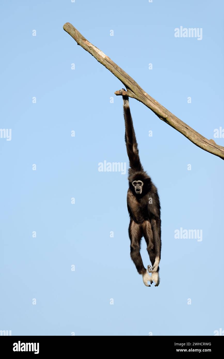 Gibbon à mains blanches ou lar (Hylobates lar), présent en Asie Banque D'Images